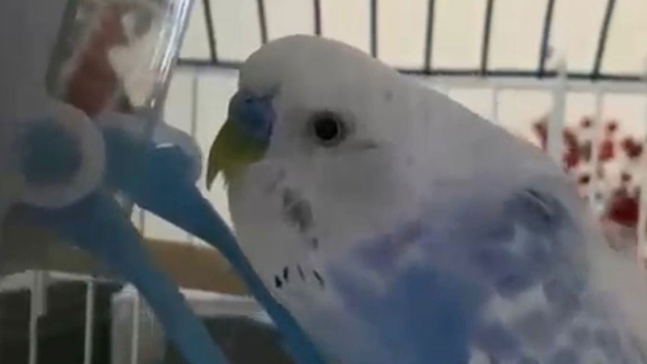 Foto - Taksi durağının maskotuydu! Muhabbet kuşu için yapılanlar duygulandırdı