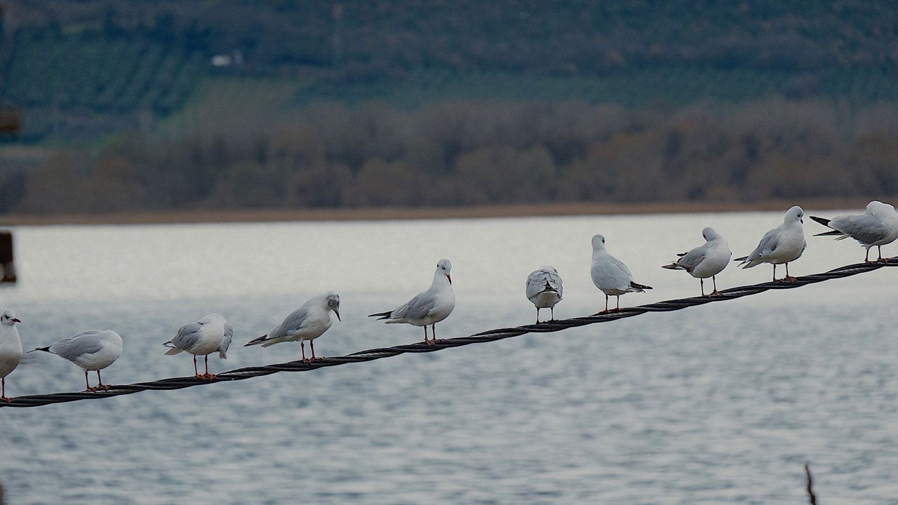 Foto - Tam 10 yıl sonra yeniden aynı manzara! Burası Venedik değil Ulubat Gölü