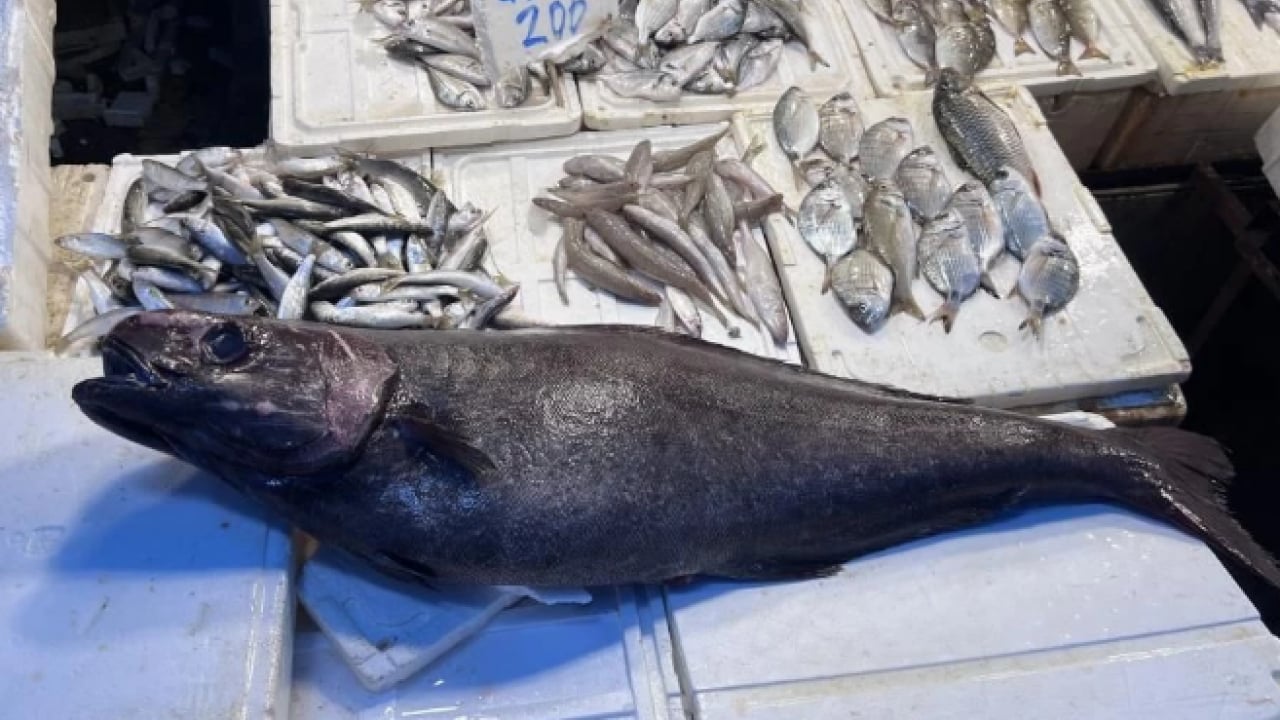 Foto - Tam 1.5 metre boyutunda! Sezonun en dikkat çekici avı yakalandı