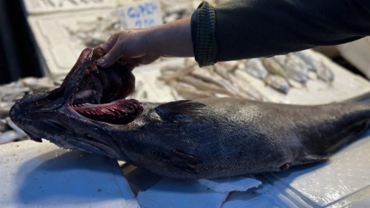 Foto - Tam 1.5 metre boyutunda! Sezonun en dikkat çekici avı yakalandı