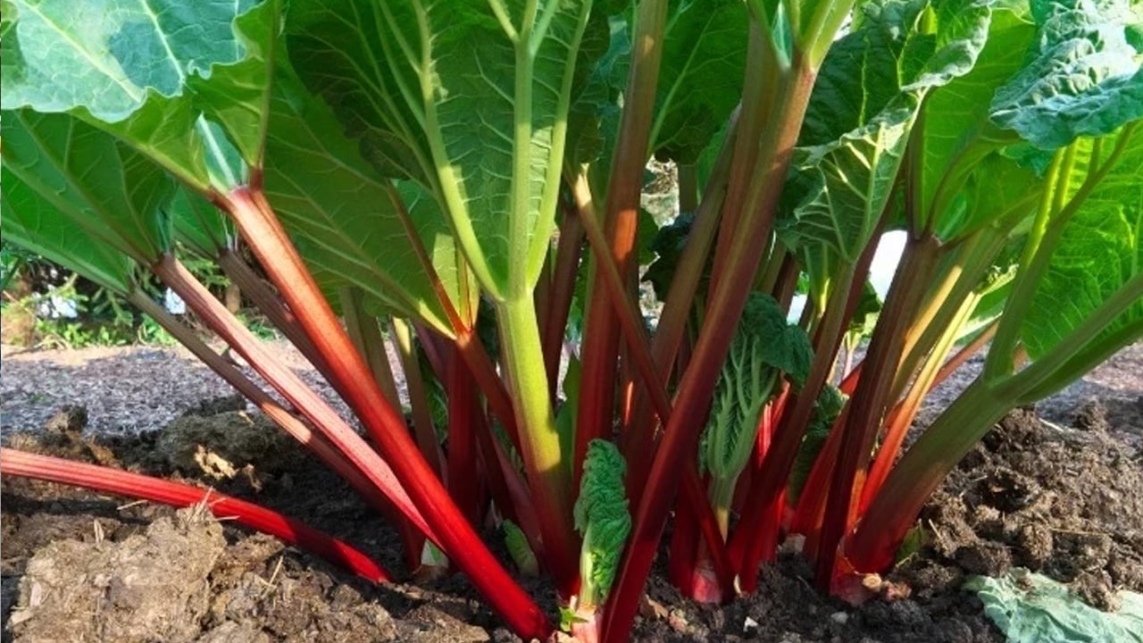 Foto - Tam bir mucize gibi! Diyarbakır'da tezgâhlara indi! Çok ama çok şaşıracaksınız