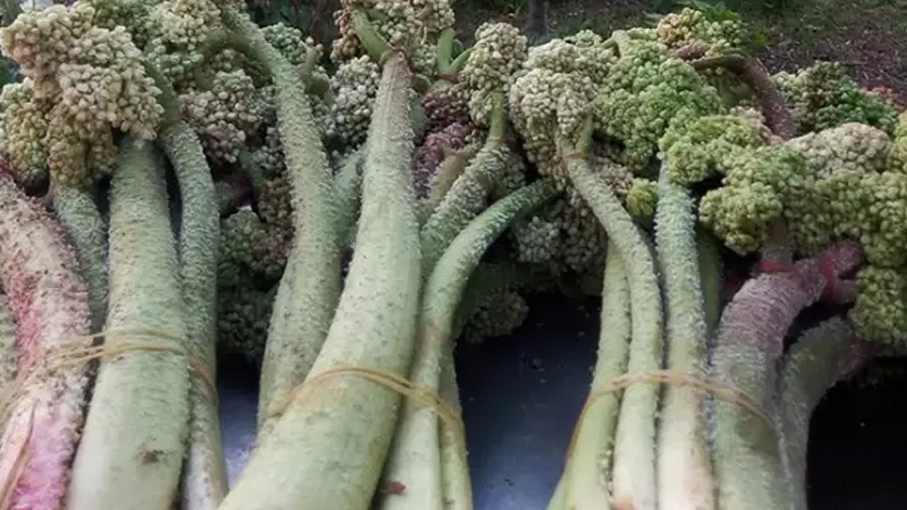 Foto - Tam bir mucize gibi! Diyarbakır'da tezgâhlara indi! Çok ama çok şaşıracaksınız