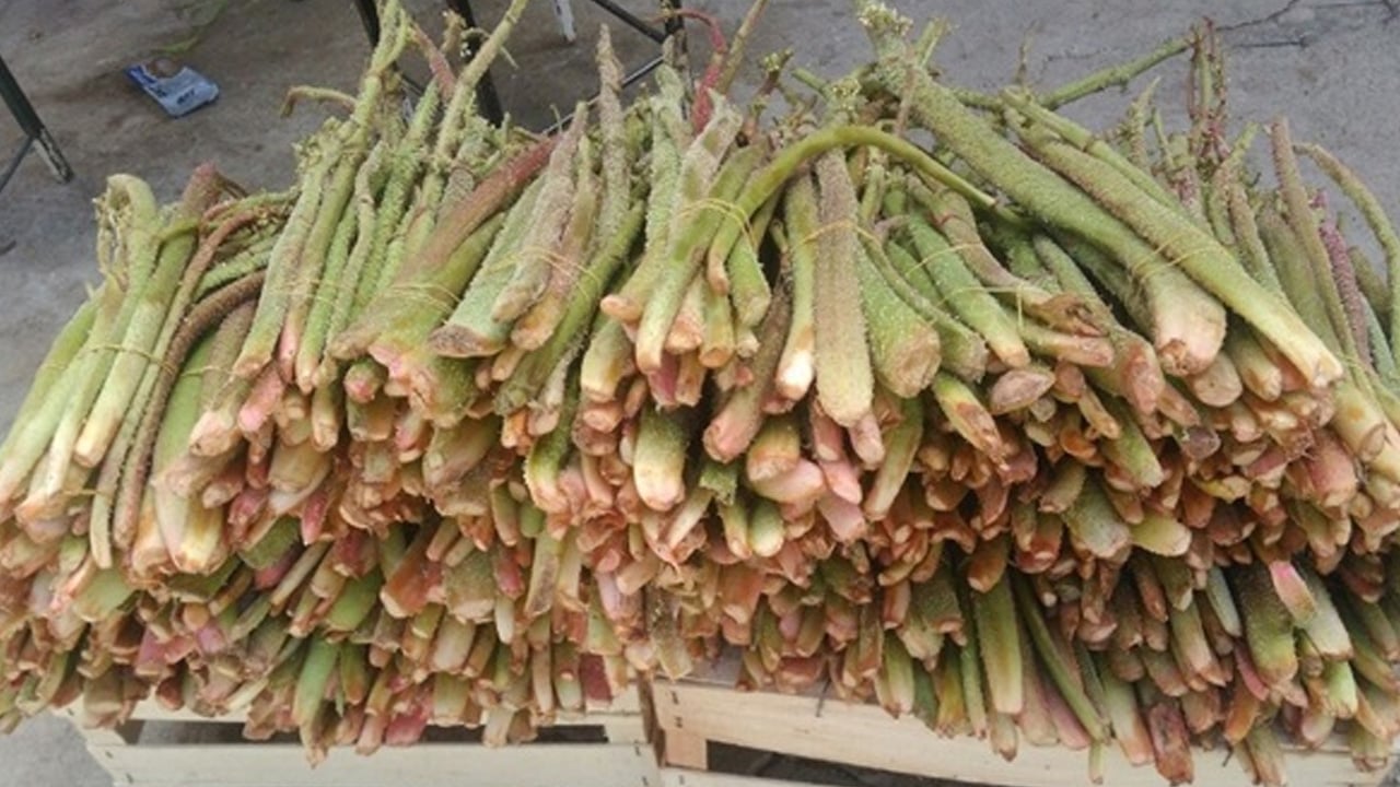 Foto - Tam bir mucize gibi! Diyarbakır'da tezgâhlara indi! Çok ama çok şaşıracaksınız