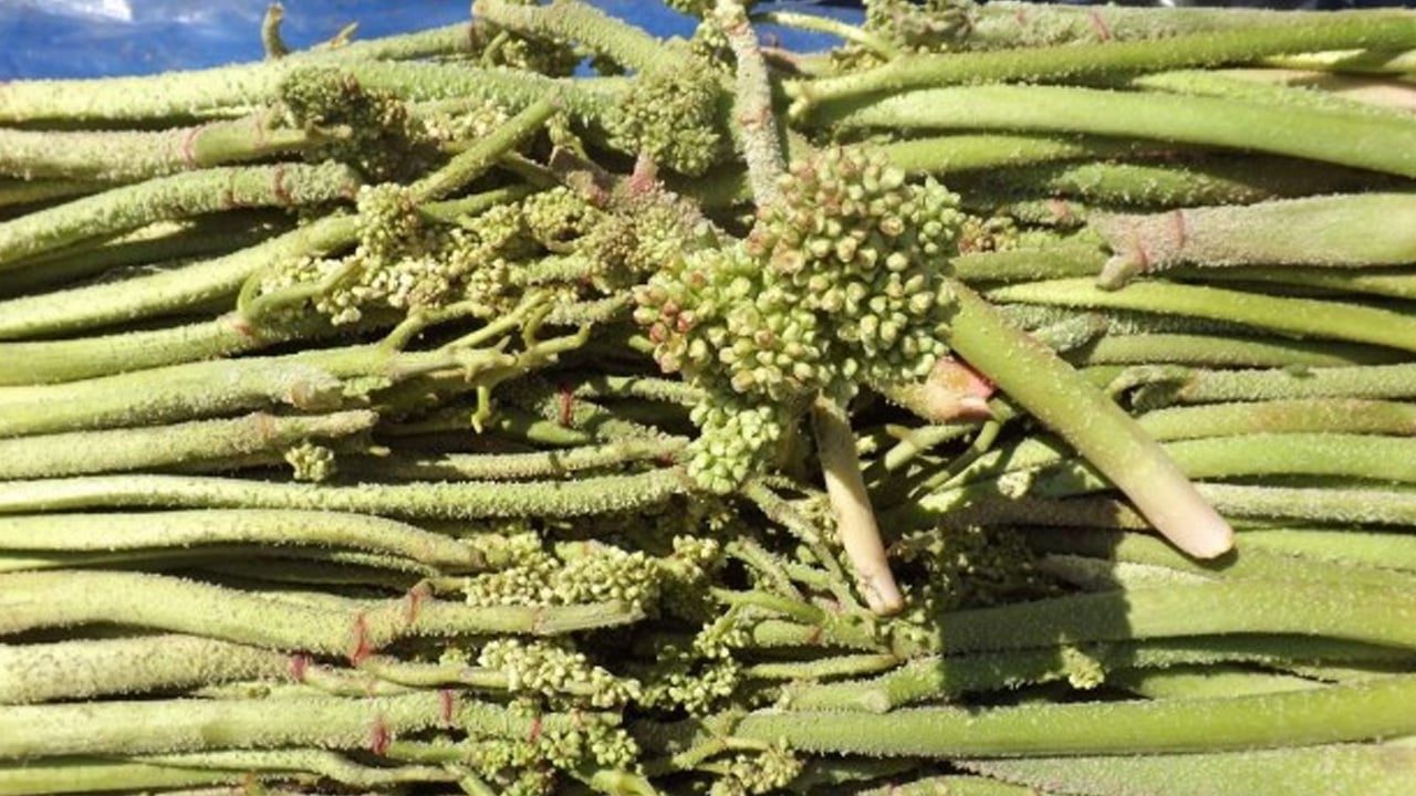 Tam bir mucize gibi! Diyarbakır'da tezgâhlara indi! Çok ama çok şaşıracaksınız