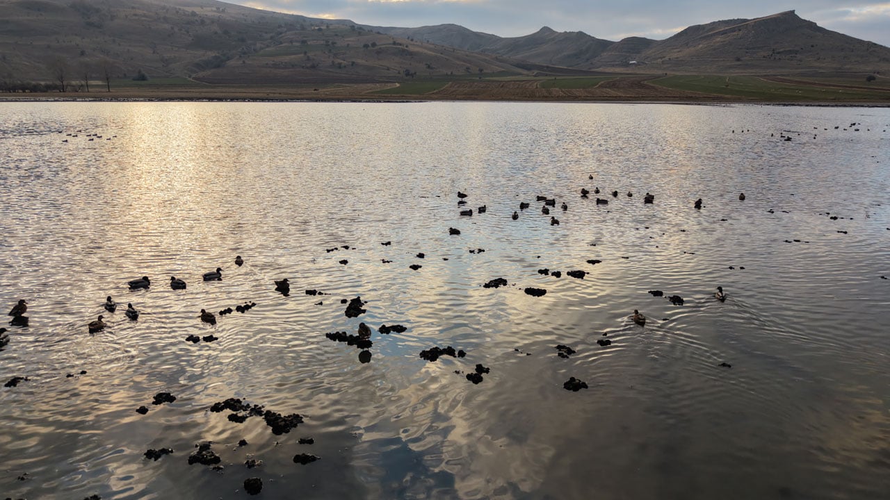 Foto - Tamamen kurumuştu… Terk edilen göl kuşlarla yeniden doldu