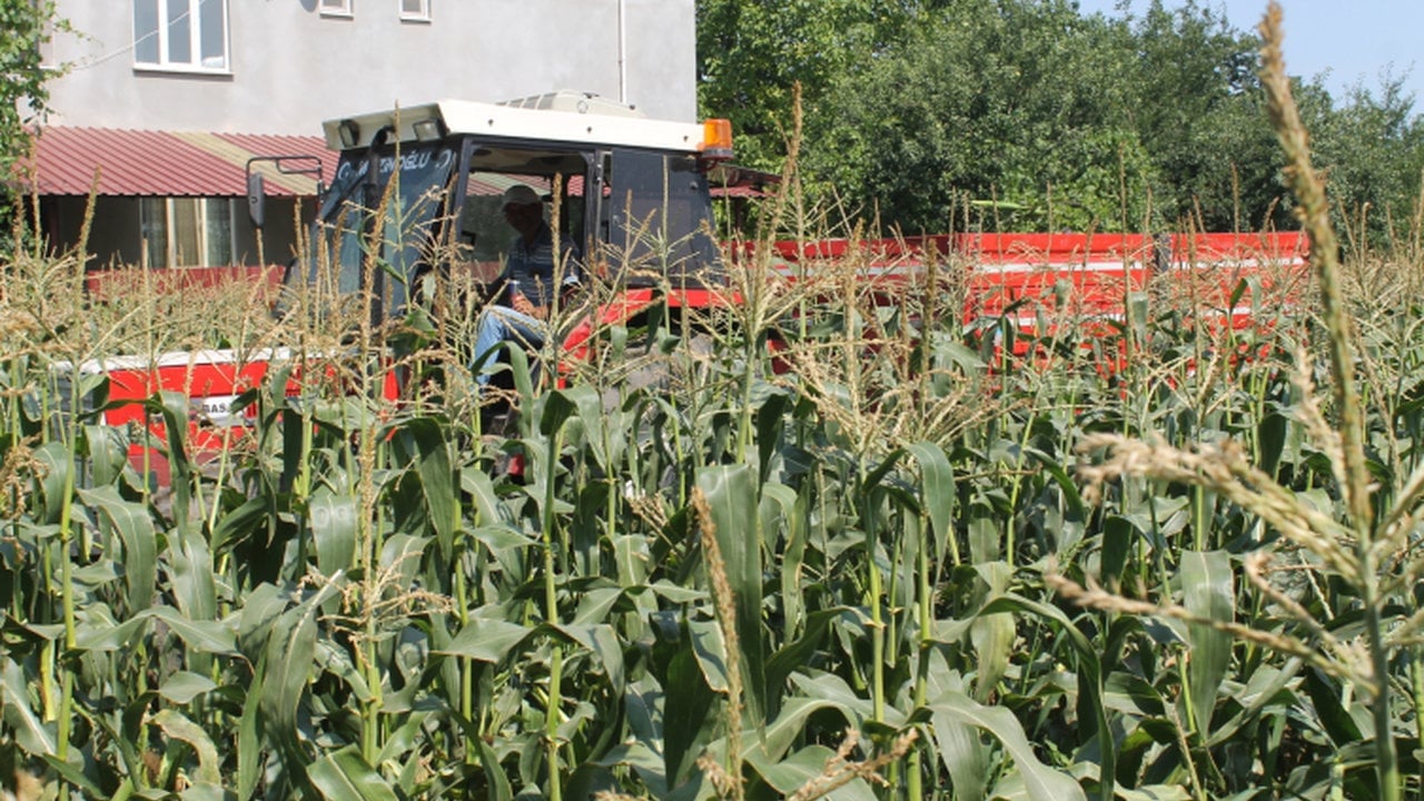 Tanesi 13 lira... Herkes bu lezzetin peşinden koşuyor, kapış kapış gidiyor