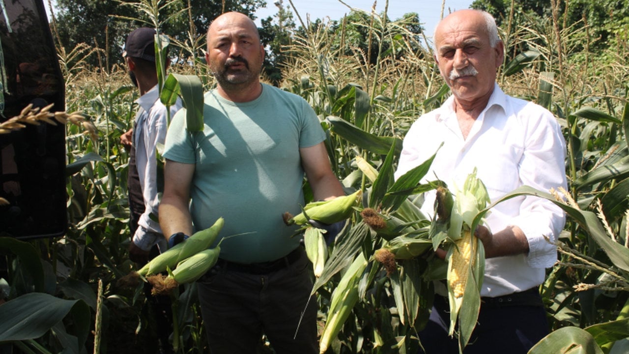 Foto - Tanesi 13 lira... Herkes bu lezzetin peşinden koşuyor, kapış kapış gidiyor