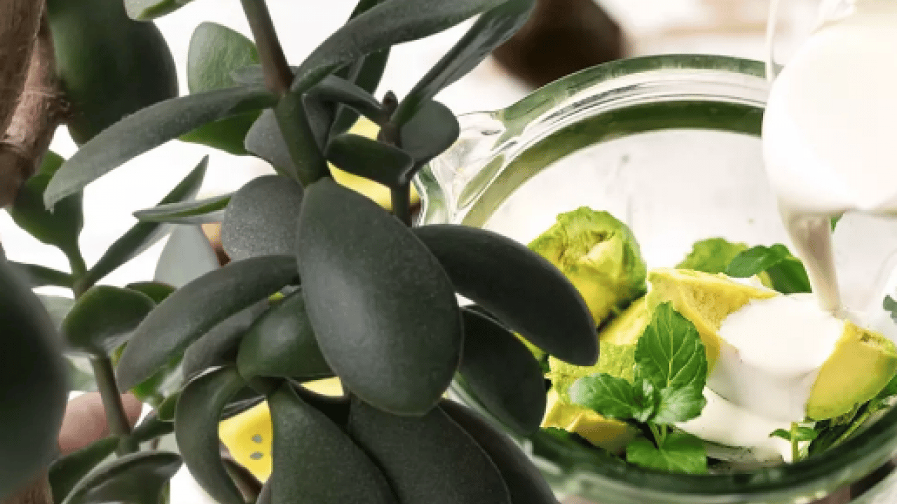 Tansiyon için süper besin: İster yoğurtla ister kefirle tüketin! Kalbi tüy gibi hafifletiyor! Bunu yiyen daha zeki oluyor