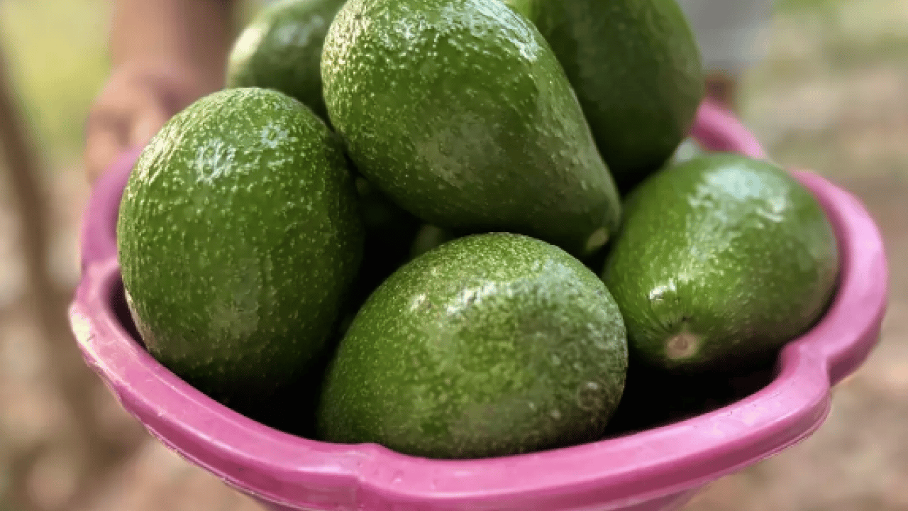 Foto - Tansiyon için süper besin: İster yoğurtla ister kefirle tüketin! Kalbi tüy gibi hafifletiyor! Bunu yiyen daha zeki oluyor