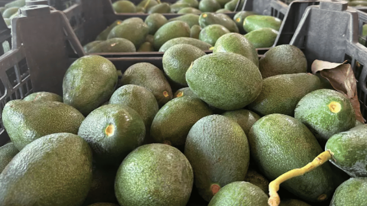 Foto - Tansiyon için süper besin: İster yoğurtla ister kefirle tüketin! Kalbi tüy gibi hafifletiyor! Bunu yiyen daha zeki oluyor