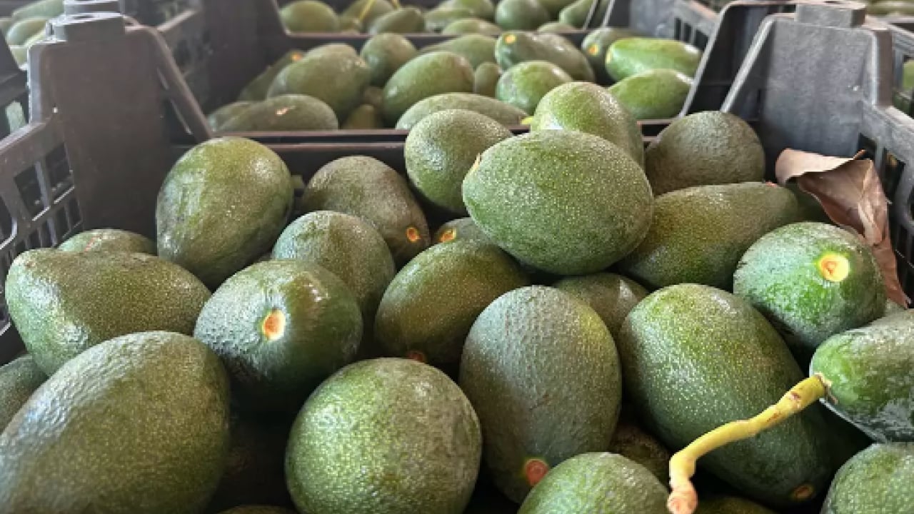 Foto - Tansiyon için süper besin: İster yoğurtla ister kefirle tüketin! Kalbi tüy gibi hafifletiyor! Bunu yiyen daha zeki oluyor