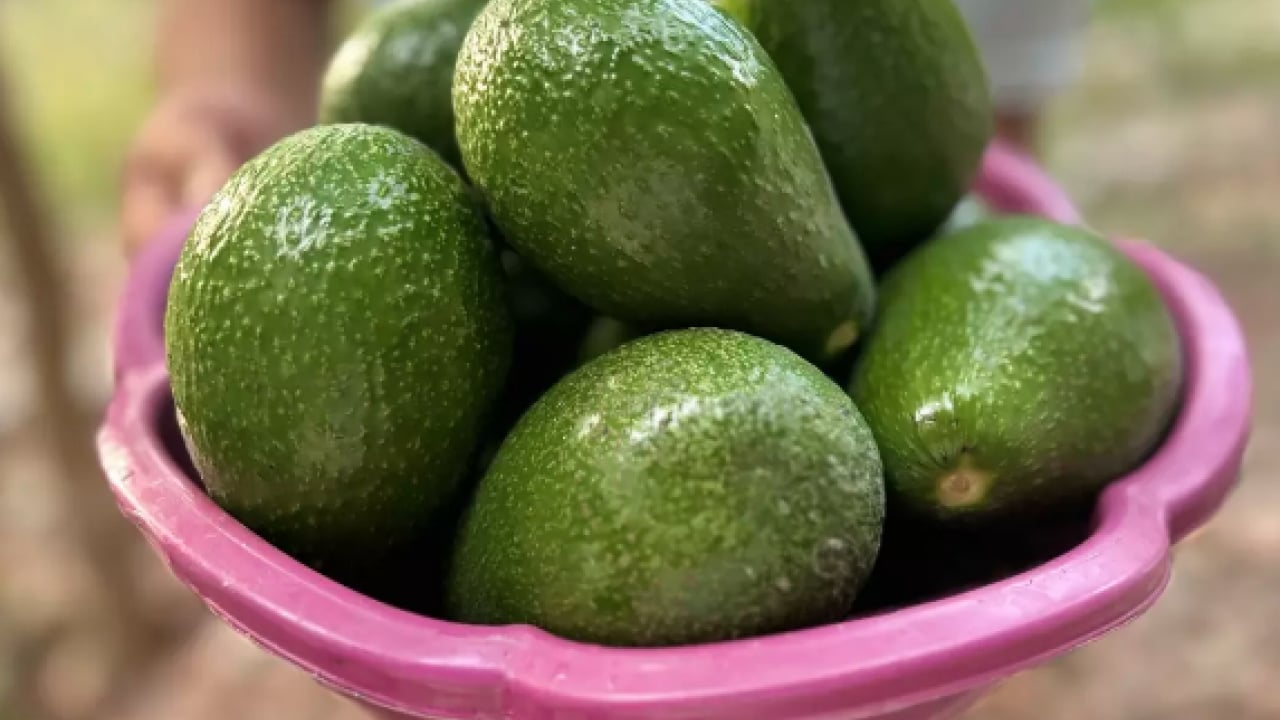 Foto - Tansiyon için süper besin: İster yoğurtla ister kefirle tüketin! Kalbi tüy gibi hafifletiyor! Bunu yiyen daha zeki oluyor
