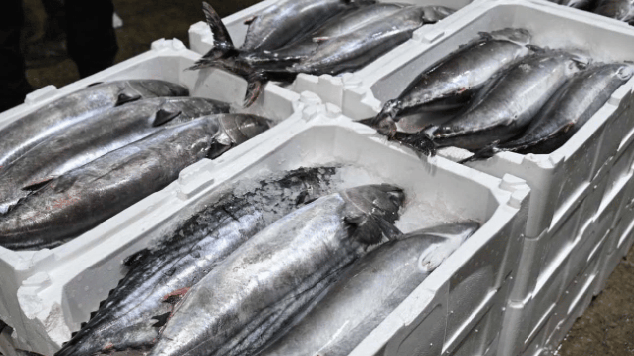 Foto - Tarihi İstanbul fotoğraflarında yer alıyordu! 40 yıl sonra Marmara'ya geri döndü