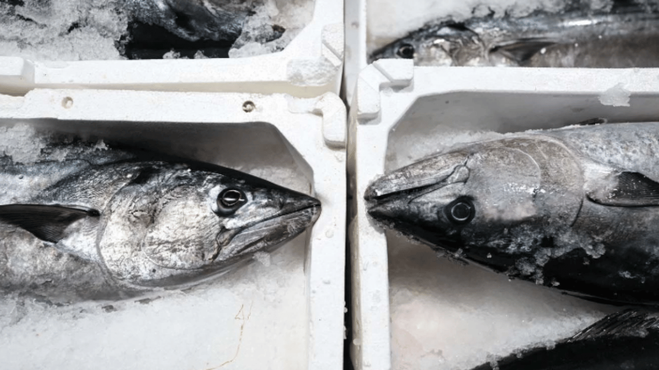 Foto - Tarihi İstanbul fotoğraflarında yer alıyordu! 40 yıl sonra Marmara'ya geri döndü