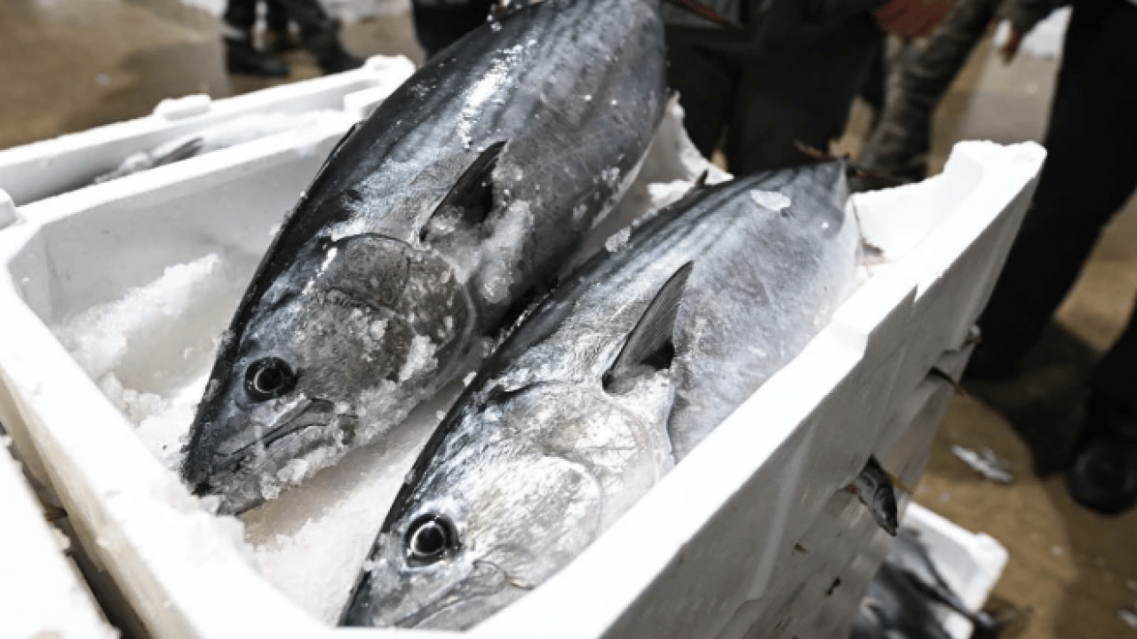 Foto - Tarihi İstanbul fotoğraflarında yer alıyordu! 40 yıl sonra Marmara'ya geri döndü