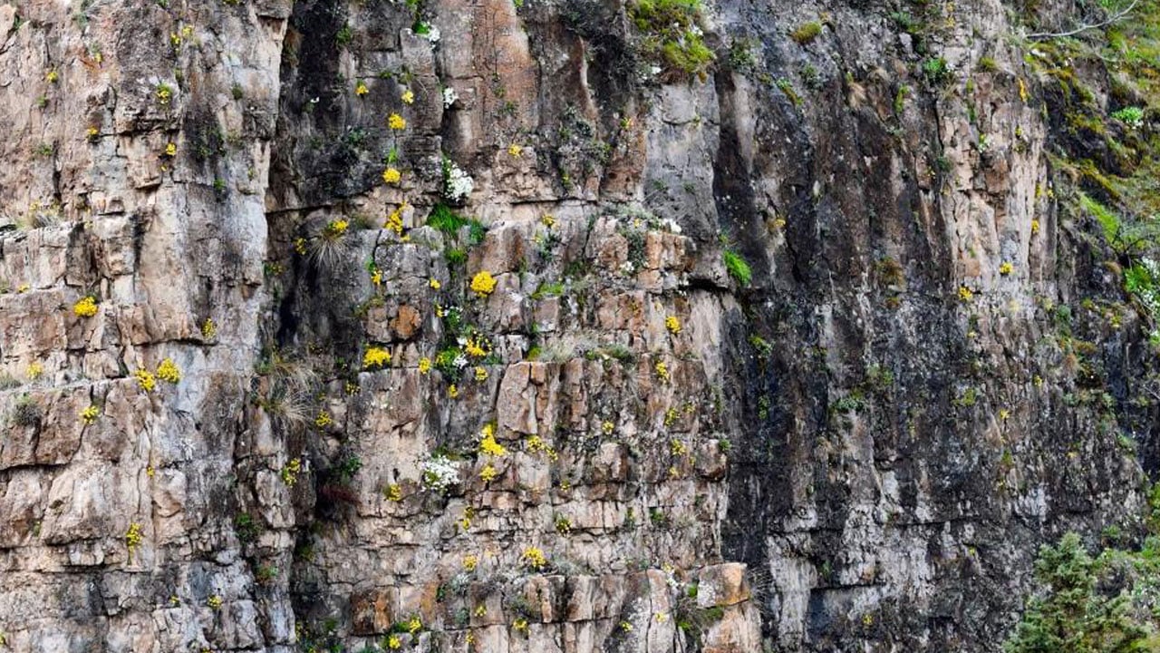 Foto - Tarihi mahalle sarıya büründü! Gümüşhane’de taşlar çiçek açtı