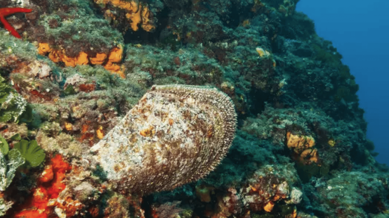 Foto - Tarihin en gizemli kumaşı: 2 bin yıllık gizem çözüldü! Sadece imparatorlar giyebiliyordu...