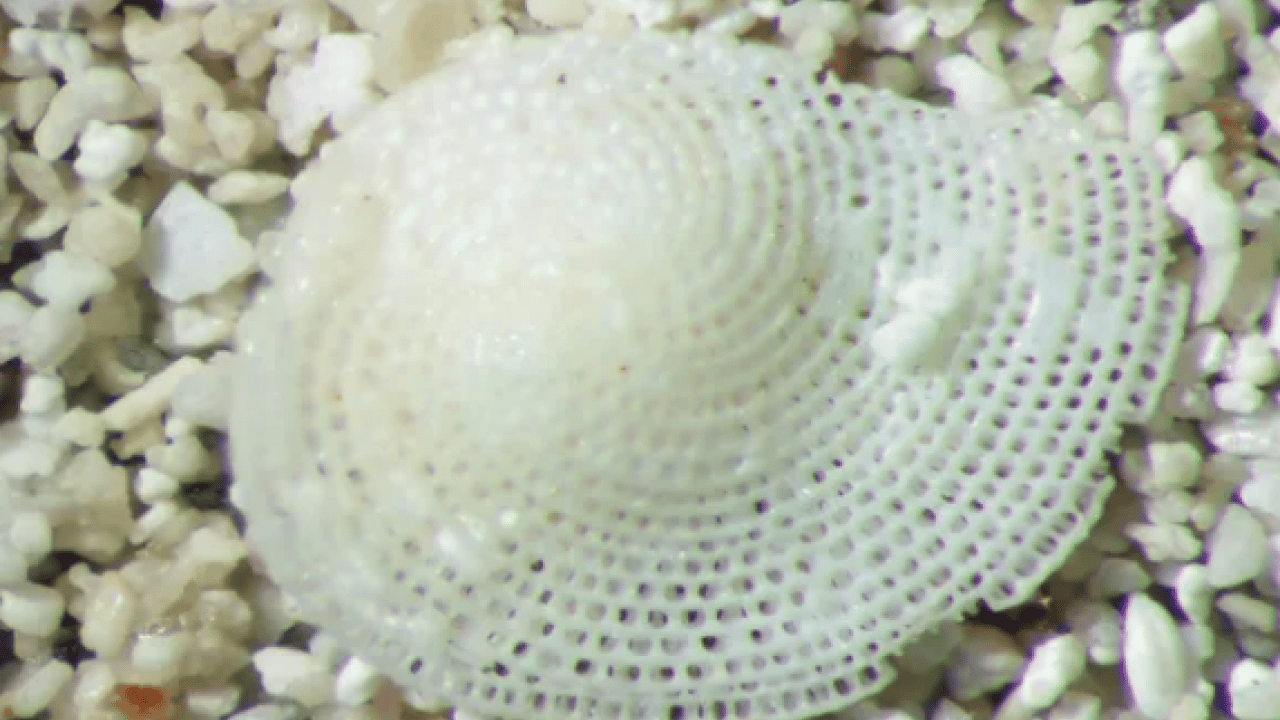 Foto - Tarihin en gizemli kumaşı: 2 bin yıllık gizem çözüldü! Sadece imparatorlar giyebiliyordu...