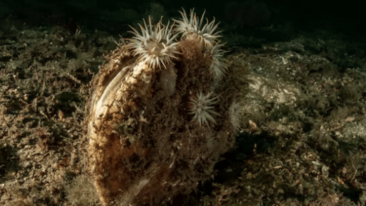 Foto - Tarihin en gizemli kumaşı: 2 bin yıllık gizem çözüldü! Sadece imparatorlar giyebiliyordu...