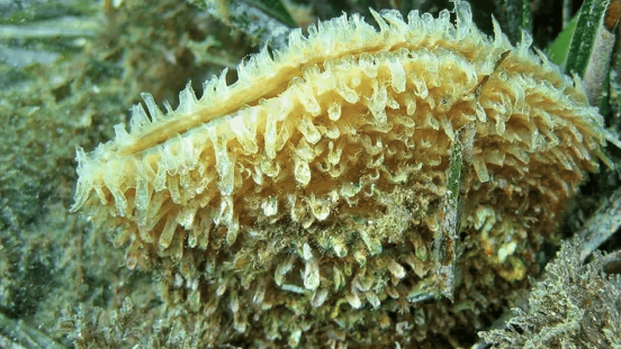 Tarihin en gizemli kumaşı: 2 bin yıllık gizem çözüldü! Sadece imparatorlar giyebiliyordu...