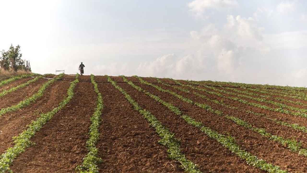 Foto - Tarım arazilerine uçaklarla zehirli maddeler püskürttüler