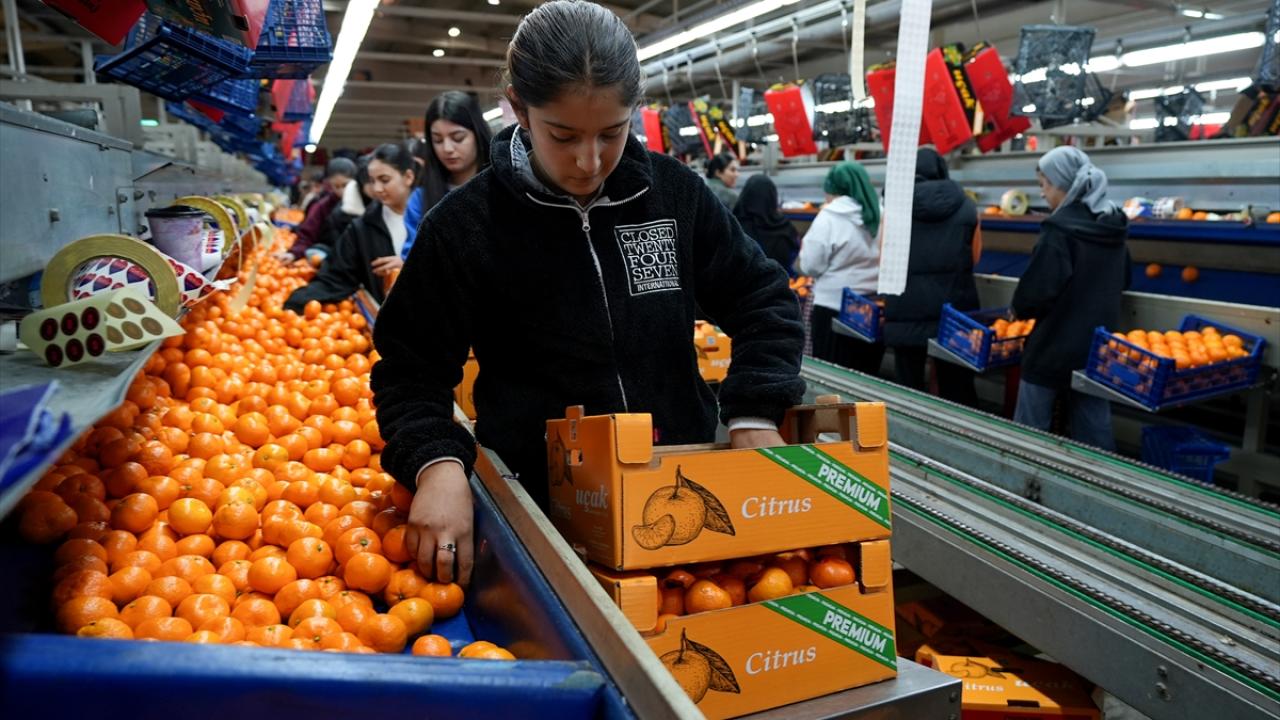 Foto - Tarım bitmiş bitmiş ha ha ha! Mandalina ihracatında tüm zamanların rekoru