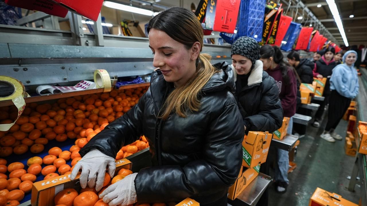 Foto - Tarım bitmiş bitmiş ha ha ha! Mandalina ihracatında tüm zamanların rekoru