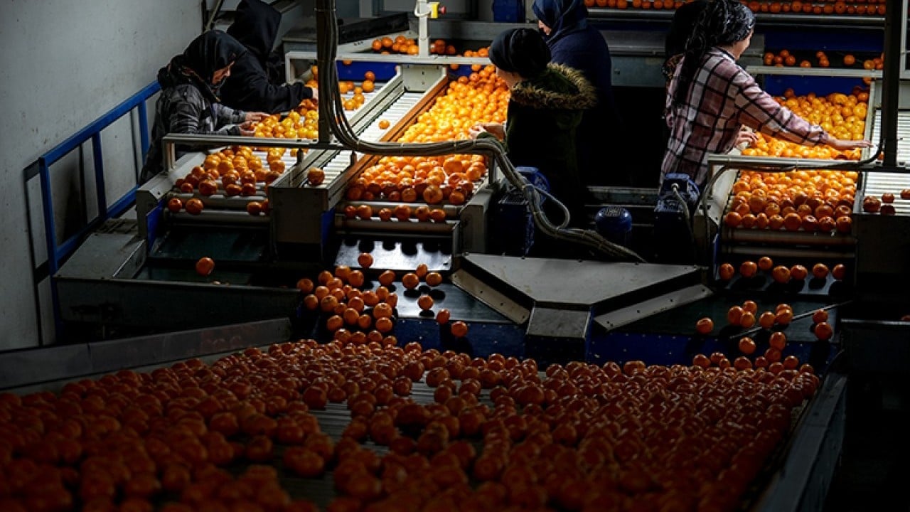 Foto - Tarım bitmiş bitmiş ha ha ha! Mandalina ihracatında tüm zamanların rekoru