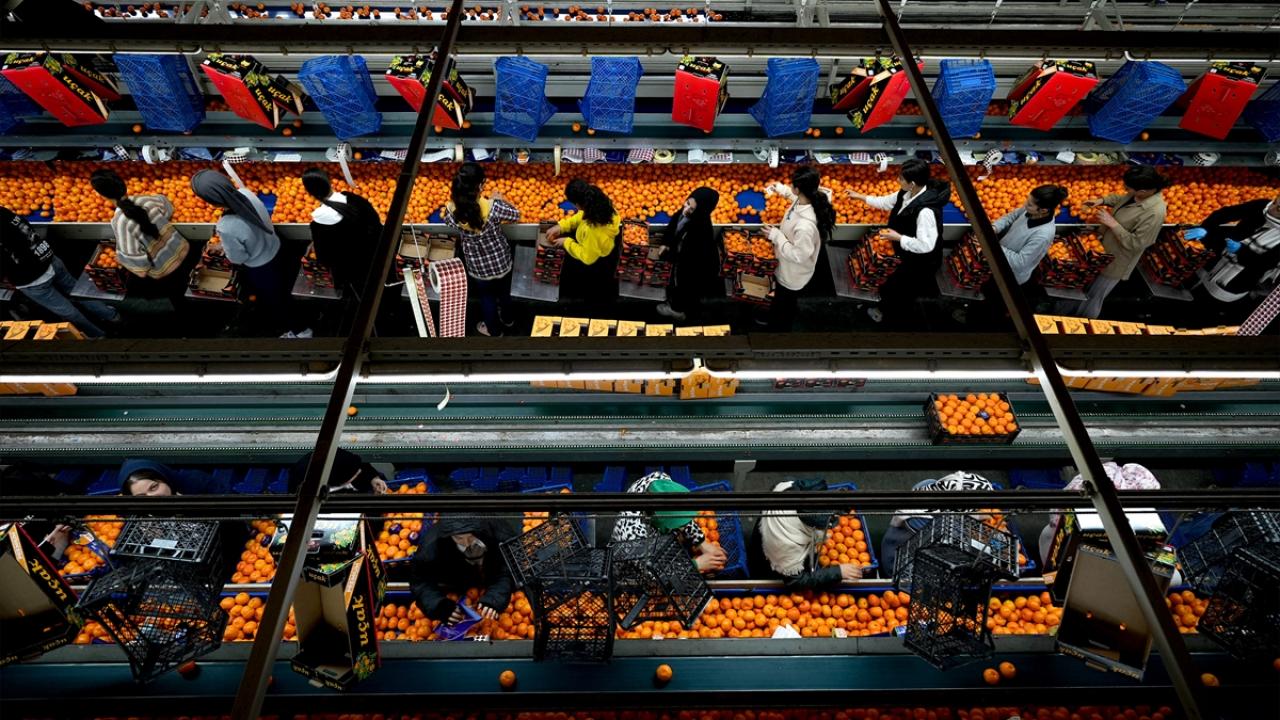 Foto - Tarım bitmiş bitmiş ha ha ha! Mandalina ihracatında tüm zamanların rekoru