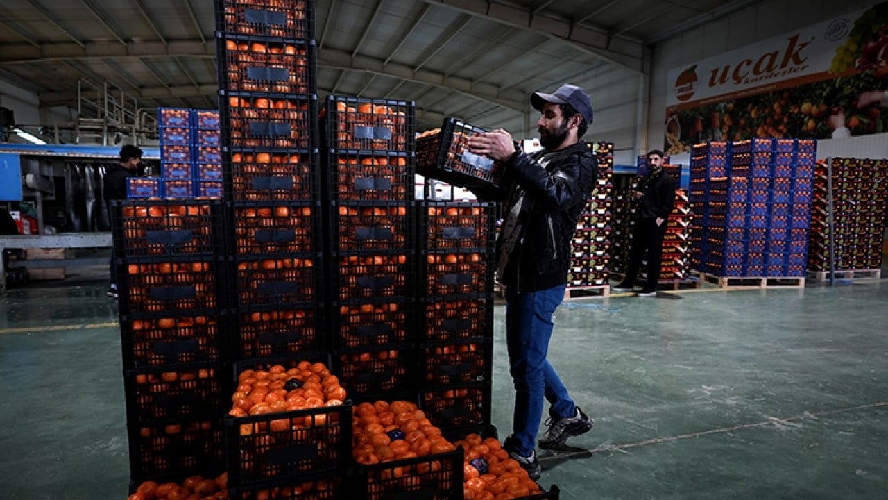 Foto - Tarım bitmiş bitmiş ha ha ha! Mandalina ihracatında tüm zamanların rekoru