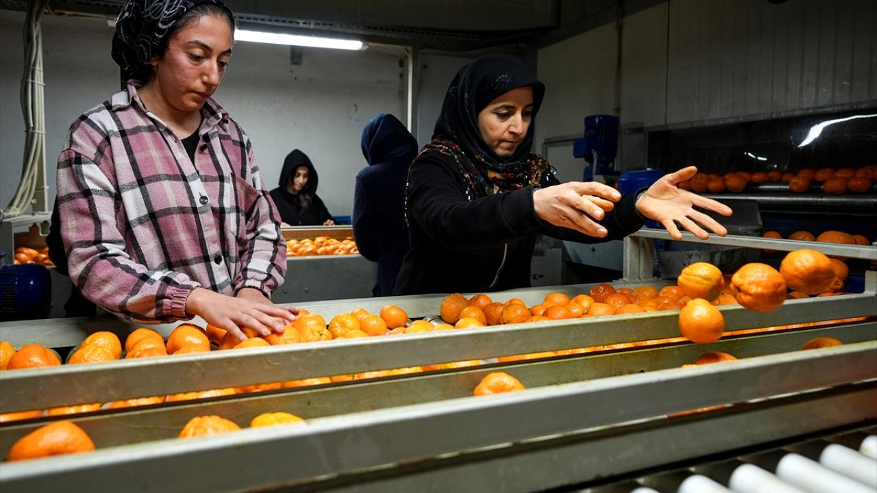 Foto - Tarım bitmiş bitmiş ha ha ha! Mandalina ihracatında tüm zamanların rekoru