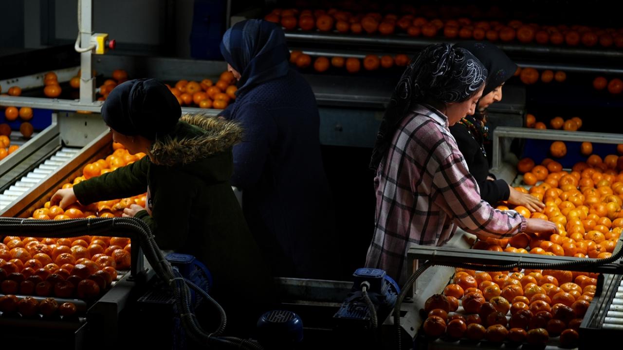 Foto - Tarım bitmiş bitmiş ha ha ha! Mandalina ihracatında tüm zamanların rekoru