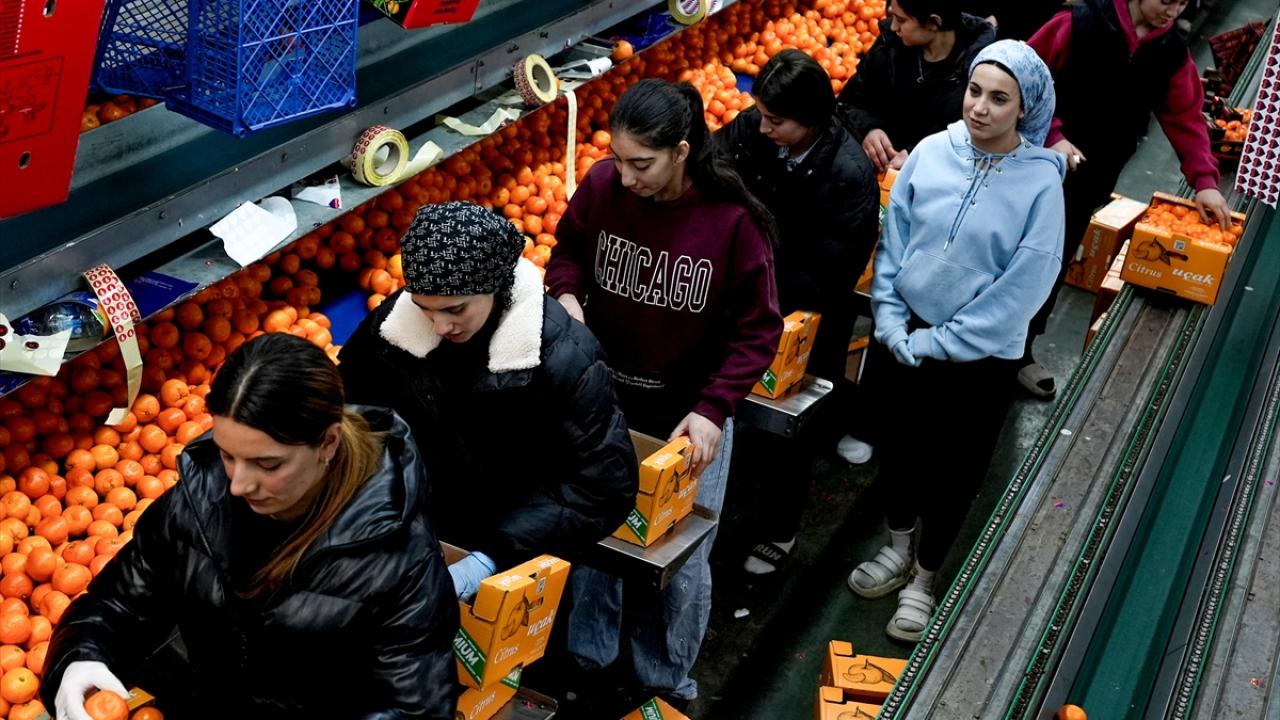 Foto - Tarım bitmiş bitmiş ha ha ha! Mandalina ihracatında tüm zamanların rekoru