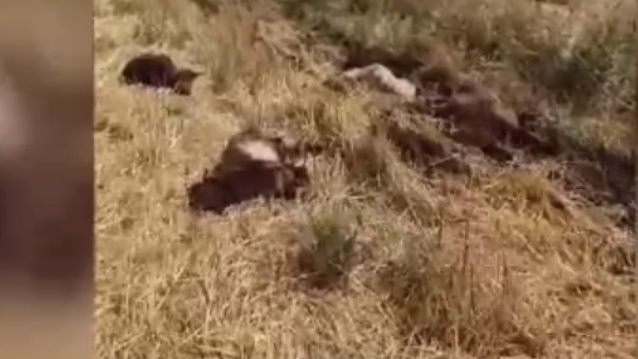 Foto - Tarım ilacı tankı ölüm saçtı! İçtiği sudan zehirlenen 150 küçükbaş telef oldu