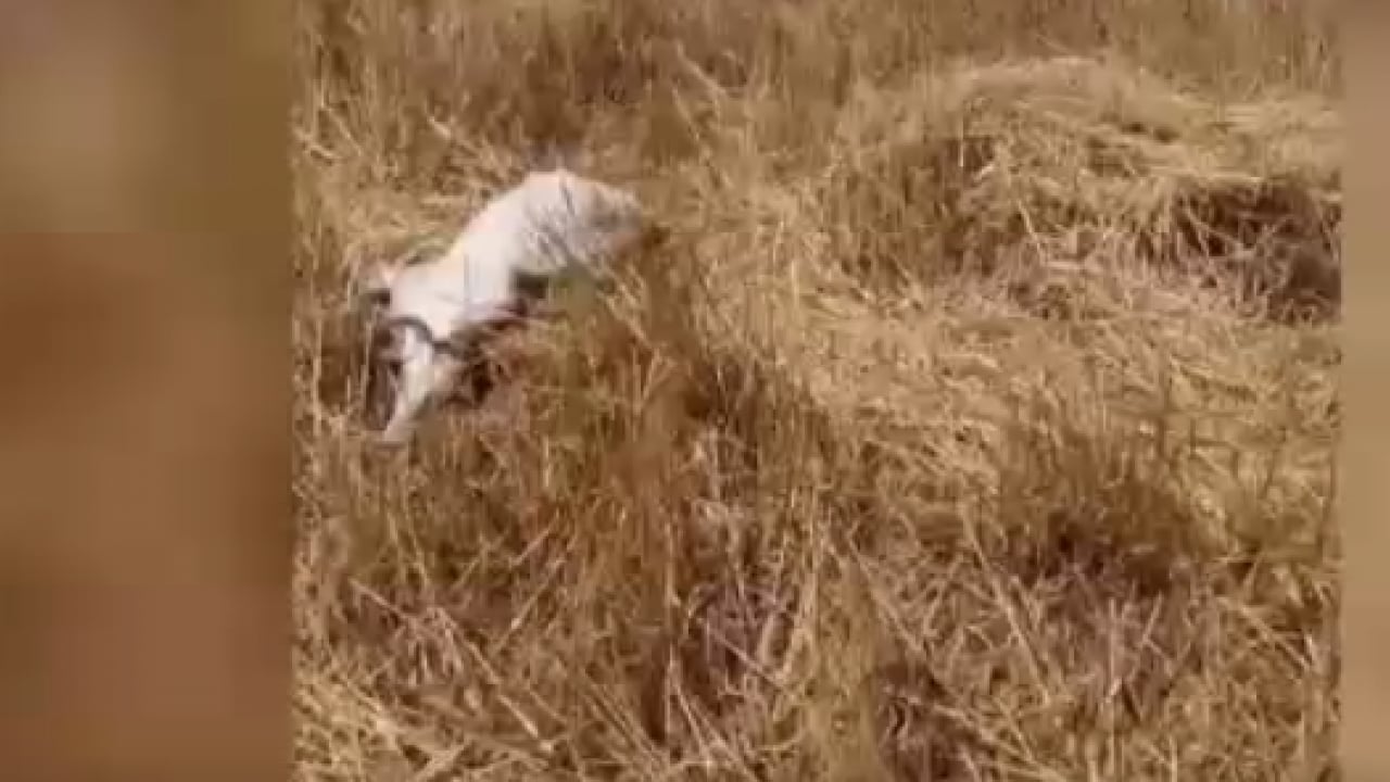 Foto - Tarım ilacı tankı ölüm saçtı! İçtiği sudan zehirlenen 150 küçükbaş telef oldu