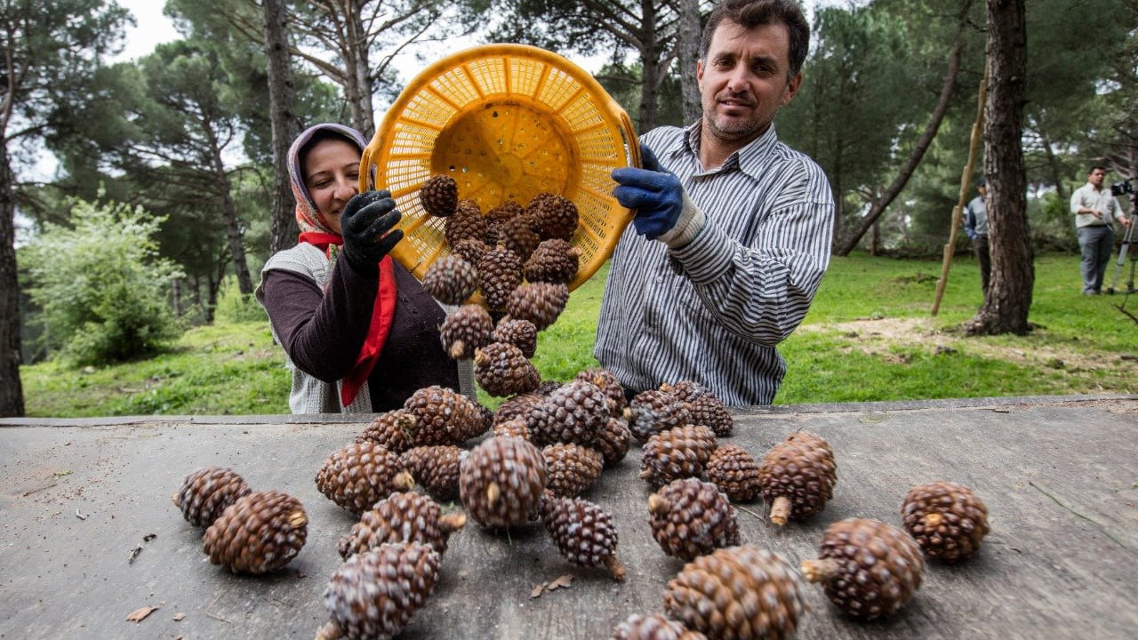 Foto - Tarım sektöründe heyecan! TİGEM’in dev kozalak ihalesi başlıyor!