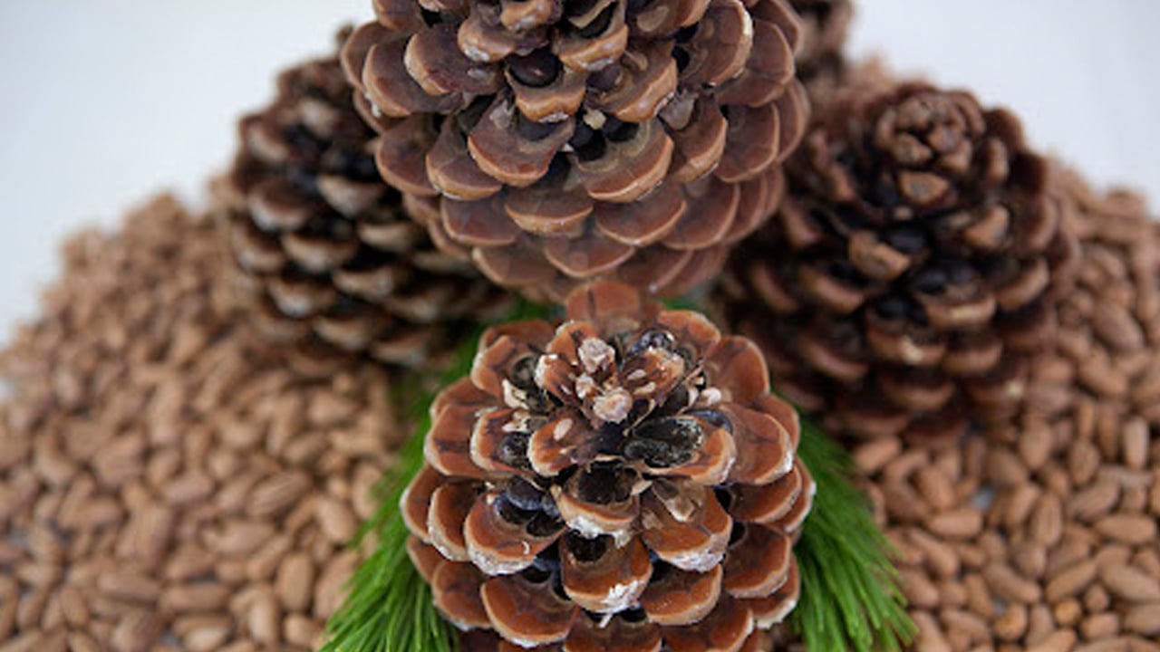 Foto - Tarım sektöründe heyecan! TİGEM’in dev kozalak ihalesi başlıyor!