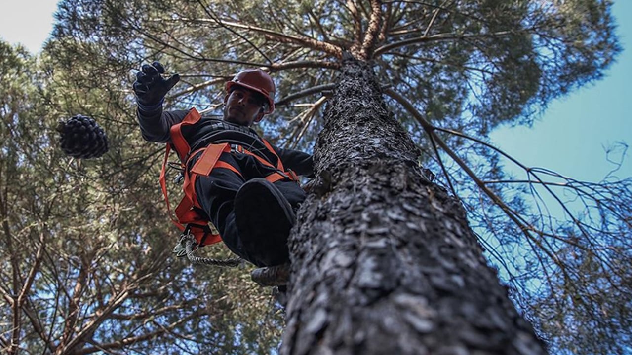 Foto - Tarım sektöründe heyecan! TİGEM’in dev kozalak ihalesi başlıyor!