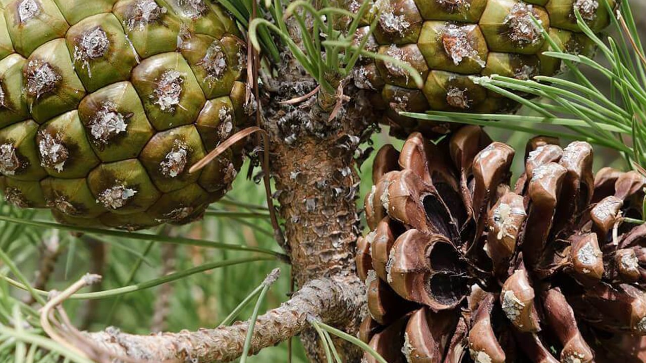 Foto - Tarım sektöründe heyecan! TİGEM’in dev kozalak ihalesi başlıyor!