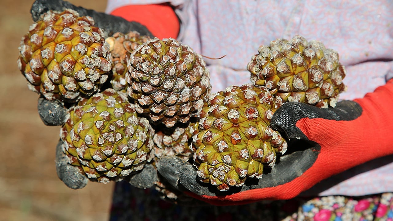 Tarım sektöründe heyecan! TİGEM’in dev kozalak ihalesi başlıyor!