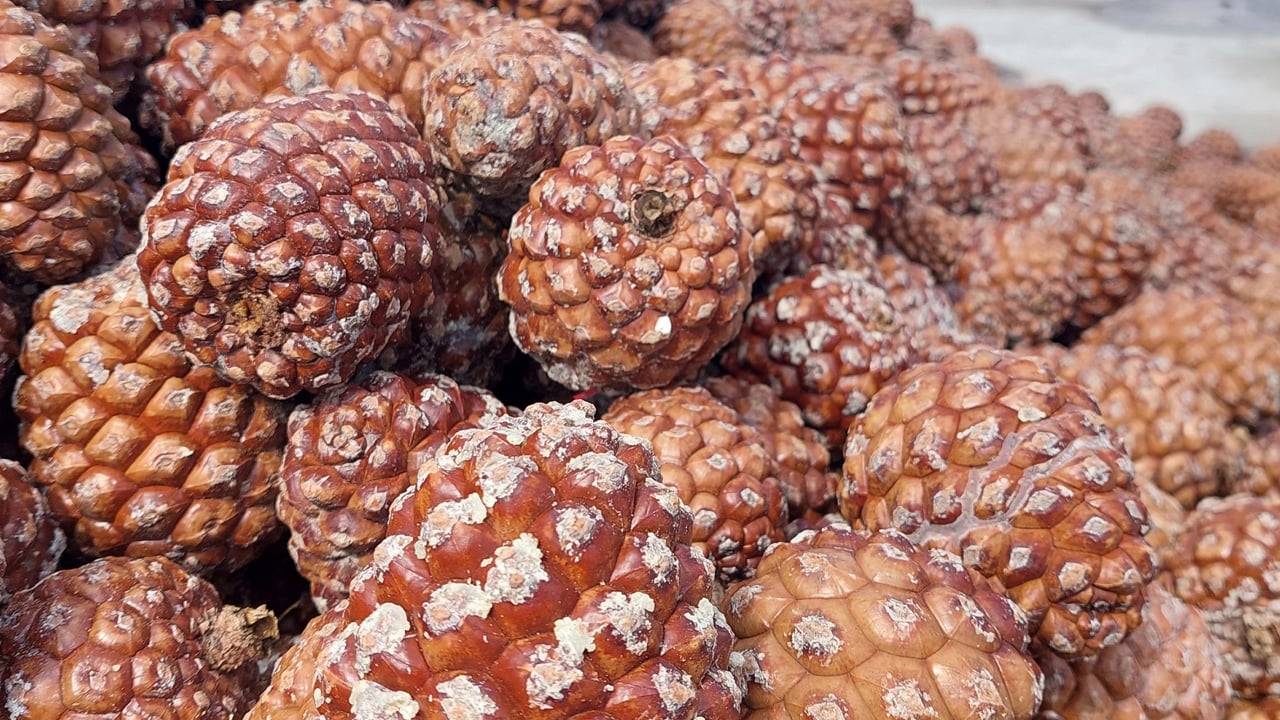 Foto - Tarım sektöründe heyecan! TİGEM’in dev kozalak ihalesi başlıyor!