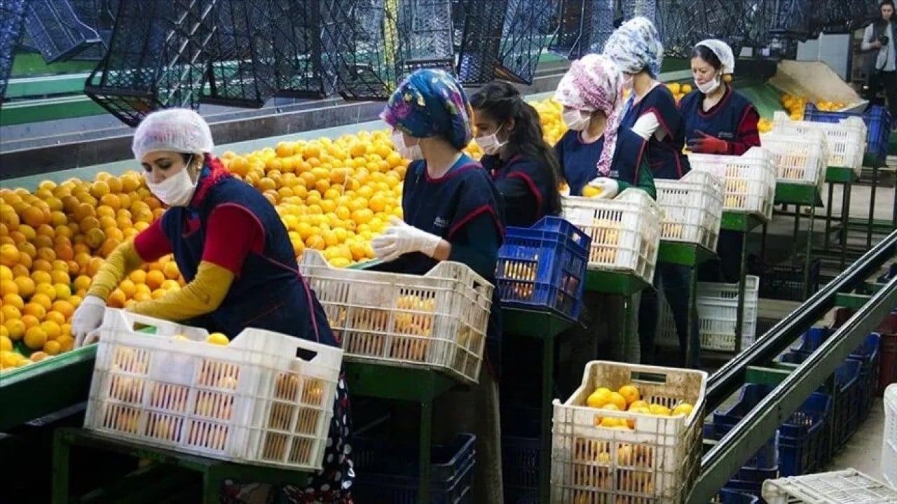 Foto - "Tarımı bitirdiler" diyen güruha tokat gibi gerçek Meyve sebze ihracatı ilk kez rekor kırdı