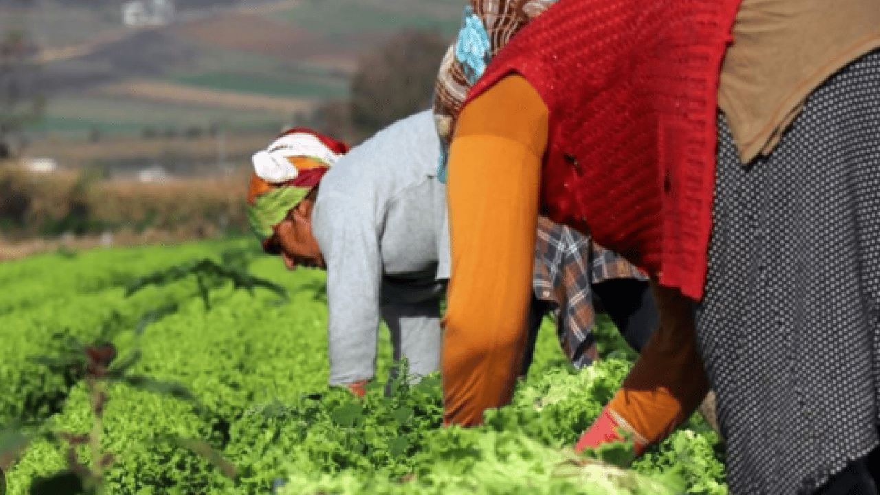 Foto - Tarlada 15, tezgahta 100 lira! Fiyat farkı isyan ettirdi!