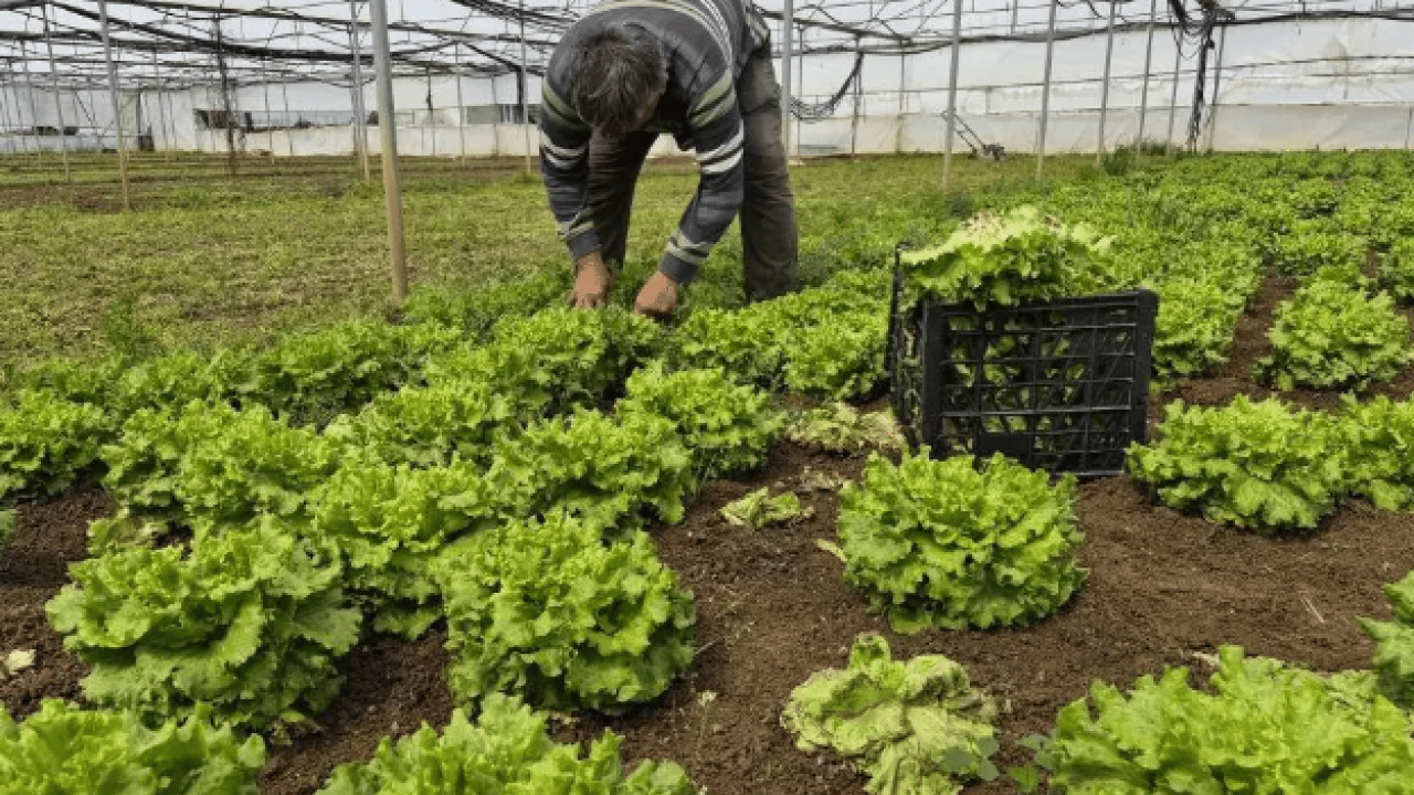 Foto - Tarlada 15, tezgahta 100 lira! Fiyat farkı isyan ettirdi!