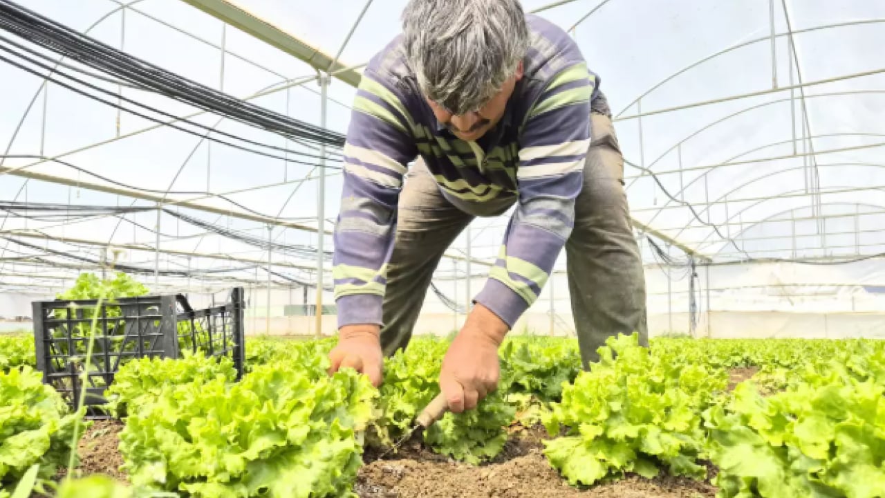 Foto - Tarlada 15, tezgahta 100 lira! Fiyat farkı isyan ettirdi!