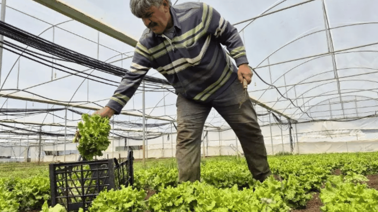 Foto - Tarlada 15, tezgahta 100 lira! Fiyat farkı isyan ettirdi!