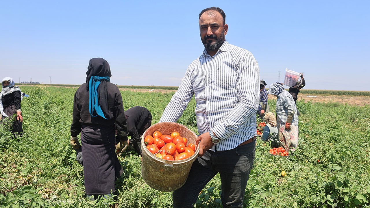 Foto - Tarlada 15, tezgahta 30 lira! Domatesin sıcakla ve aracıyla zorlu yolculuğu