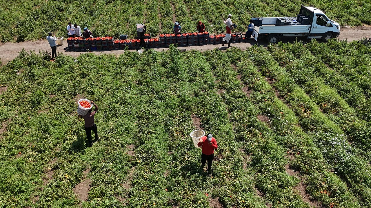 Foto - Tarlada 15, tezgahta 30 lira! Domatesin sıcakla ve aracıyla zorlu yolculuğu