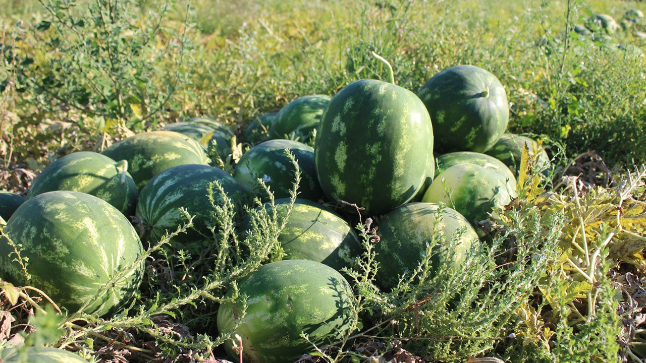 Foto - Tarlada 15 TL, markette 30 TL! Bu karpuz için saatlerce sıra bekliyorlar