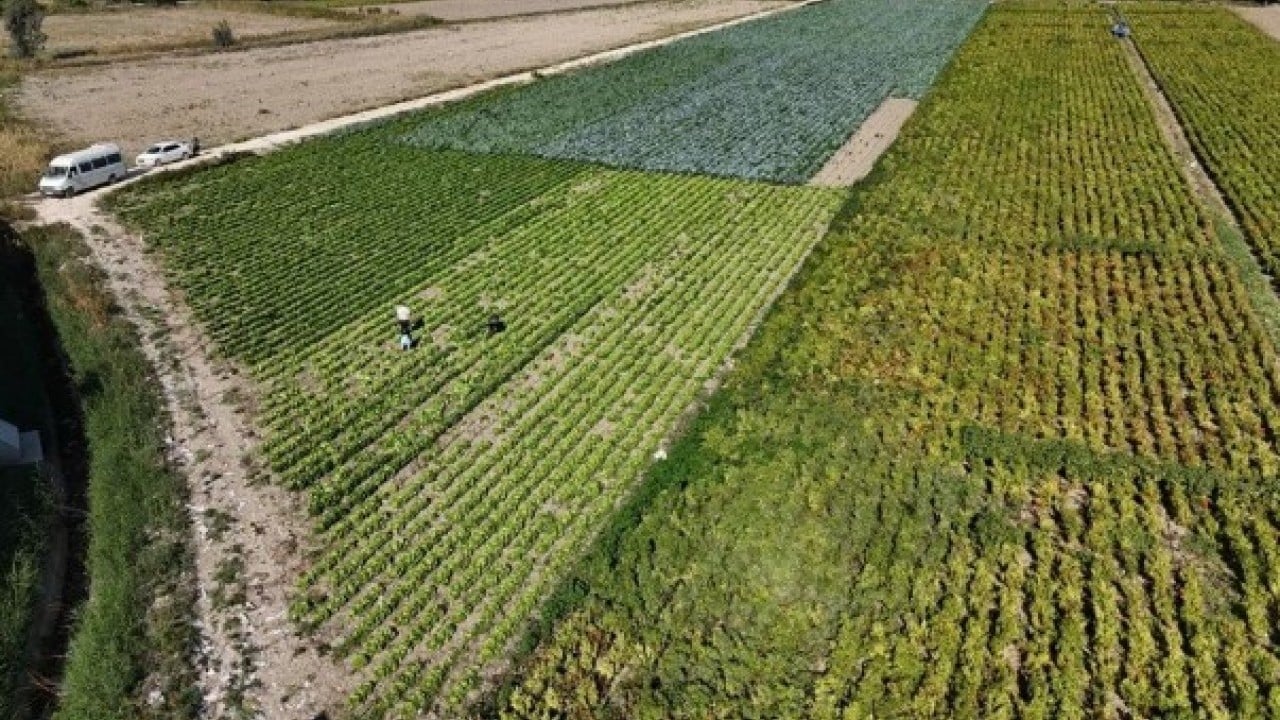 Foto - Tarlada 25 manavda 70 lira! Hatay'da hasadı erken başladı